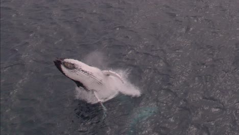 Humpback-whale-breaching-the-ocean-in-Point-Piquet,-Dunsborough,-Western-Australia