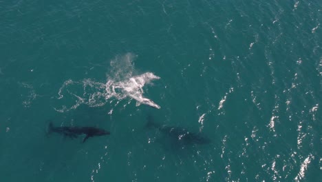 Luftaufnahmen-Einer-Gruppe-Von-Buckelwalen,-Darunter-Ein-Babywal-Beim-Spielen