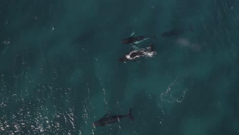 Aerial-of-group-of-migrating-humpback-whales-in-Dunsborough,-Western-Australia-Pt-6