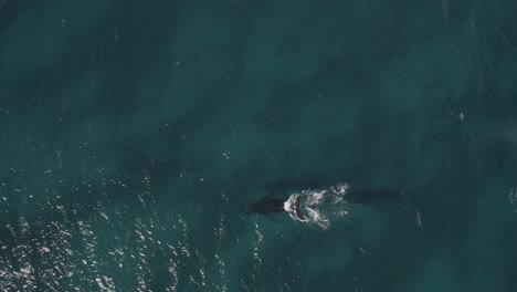 Luftaufnahmen-Von-Walen,-Die-Im-Türkisfarbenen-Wasser-In-Der-Nähe-Von-Dunsborough,-Westaustralien,-Schwimmen