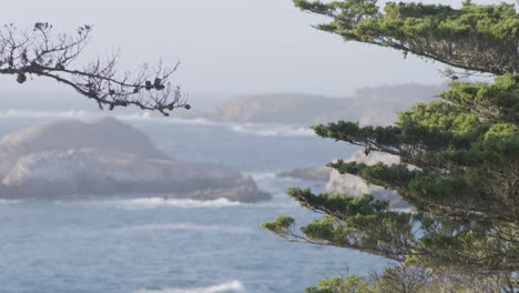 Pacific-Ocean-waves-located-in-Big-Sur-California-with-pine-tree-in-foreground-on-a-misty-morning