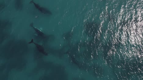 Aerial-of-group-of-migrating-humpback-whales-in-Dunsborough,-Western-Australia-Pt-3