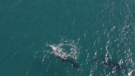 Aerial-footage-of-a-baby-whale-playing-while-migrating-with-her-mother-Pt2