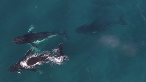 Luftaufnahme-Von-Buckelwalen,-Die-In-Dunsborough,-Westaustralien,-Zum-Luftholen-Auftauchen