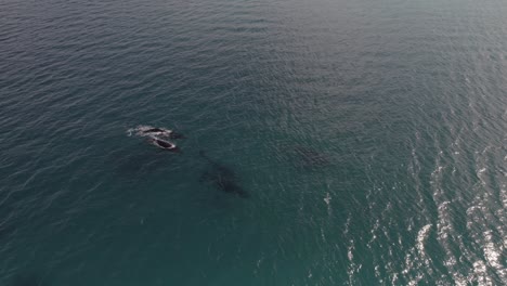 Aerial-of-group-of-migrating-humpback-whales-in-Dunsborough,-Western-Australia-Pt2