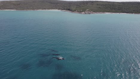Luftaufnahmen-Von-Walwanderungen-Nahe-Der-Küste-In-Westaustralien