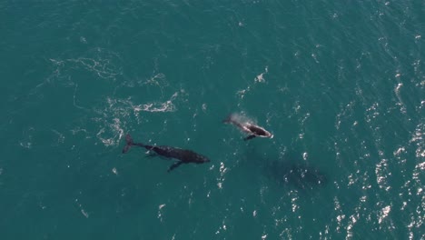 Aerial-footage-of-a-baby-whale-playing-while-migrating-with-her-mother
