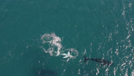 Aerial-footage-of-group-of-Humpback-Whales-including-a-baby-whale-playing