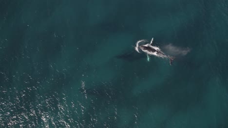 Aerial-of-group-of-migrating-humpback-whales-in-Dunsborough,-Western-Australia-Pt-5