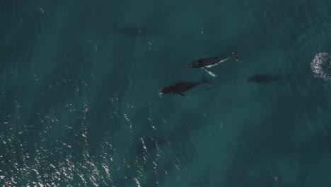Aerial-of-group-of-migrating-humpback-whales-in-Dunsborough,-Western-Australia-Pt-4