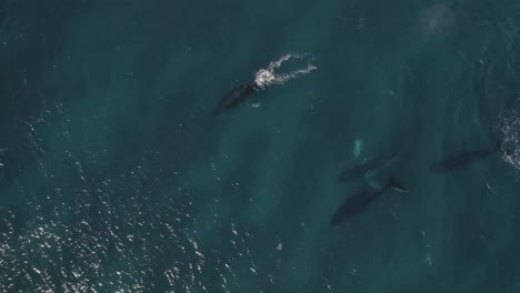 Aerial-of-group-of-migrating-humpback-whales-in-Dunsborough,-Western-Australia-Pt-7
