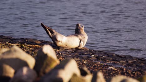 Seal-animal-wagging-his-tail-and-head-as-he-lounges-on-the-rocks-near-the-North-Sea