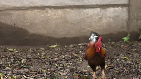 Free-range-rooster-flapping-its-wings-and-foraging