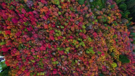 Trees-in-different-autumn-colors-in-a-densely-forest