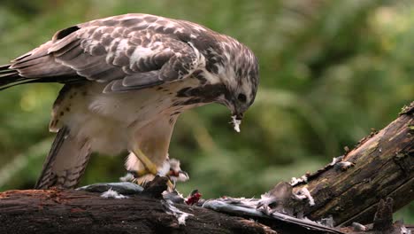 Bird-of-Prey-Dismembering-its-Victim-with-Claws,-Eating-meat-in-the-Wild-Nature,-Common-Buzzard,-Buteo-Buteo