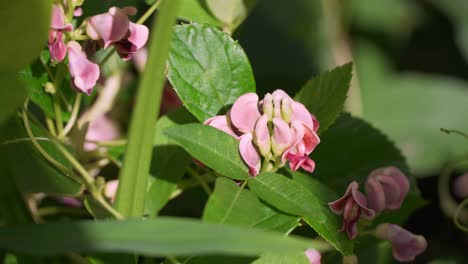 Potato-bean-Apios-Americana-blooming-Superfood-plant-with-Carpenter-Ant