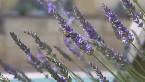 Biene-Sammelt-Pollen-Von-Lavendelblüten-In-Der-Natur-An-Sonnigen-Tagen,-Nahaufnahme