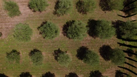 Aerial-top-down-shot-of-green-tree-plantation-on-field-during-sunny-day