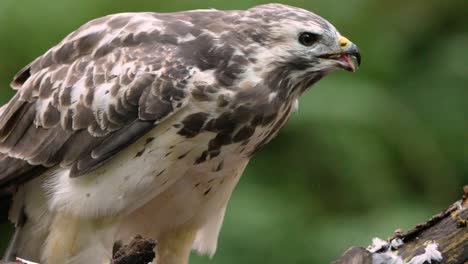 Macro-close-up-of-wild-Common-Buzzard-eating-fresh-prey-perched-on-branch-in-wilderness---slow-motion-shot