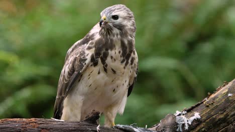 Close-up-of-Common-Buzzard-biting-bloody-prey-after-Hunt-in-Nature
