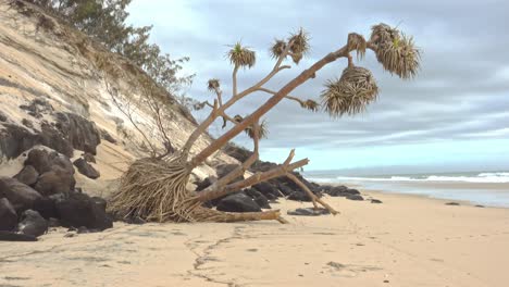 a-palm-tree-leaning-over-at-the-base-of-a-sand-dune-on-the-beach-after-storm