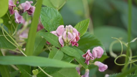 Superfood-Potato-Bean,-Apios-Americana-or-Groundnut-plant-bloom