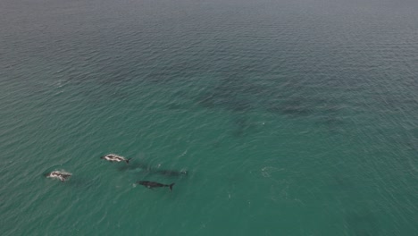 Aerial-of-group-of-migrating-humpback-whales-in-Dunsborough,-Western-Australia
