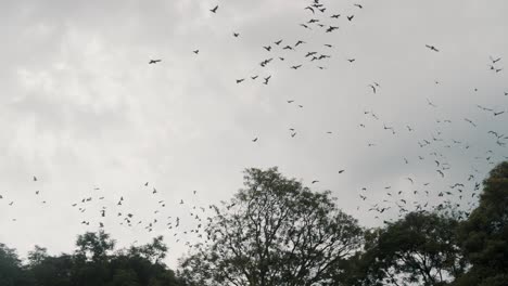 Pigeons-Flock-Flying-Over-The-Trees-In-Antigua,-Guatemala