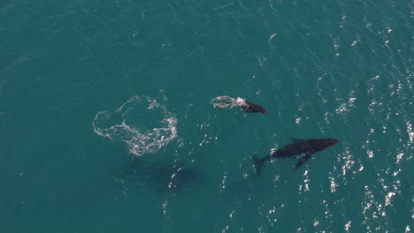 Luftaufnahmen-Einer-Gruppe-Von-Buckelwalen,-Darunter-Ein-Babywal-Beim-Spielen