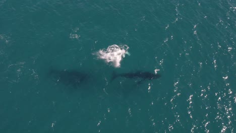 Aerial-footage-of-group-of-Humpback-Whales-at-Castle-Rock,-Western-Australia