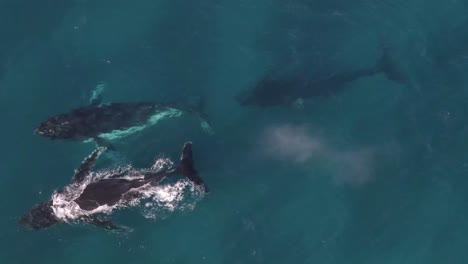 Closeup-Aerial-footage-of-group-of-Humpback-Whales-at-Castle-Rock,-Western-Australia