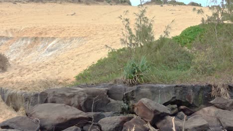 Water-trickles-from-the-greenery-on-the-sand-dune-over-the-black-beach-rocks