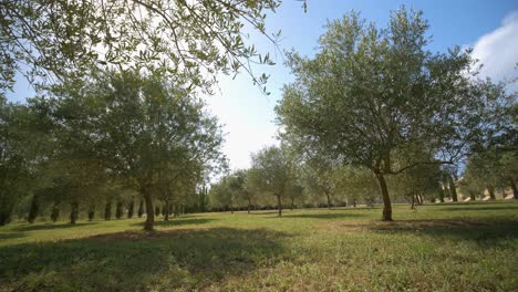 Timelapse-in-an-olive-grove-in-the-south-of-France