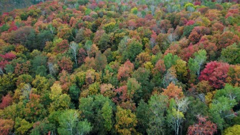Flyover-of-colorful-treetops-of-autumn-forest-in-Wasatch-Range,-Utah