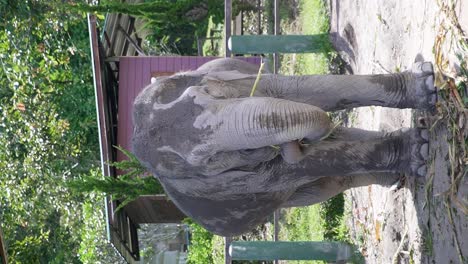 Vertikales-Nahaufnahmevideo-Eines-Thailändischen-Elefanten,-Der-Maisgras-In-Einem-Heiligtum-In-Chiang-Mai-Frisst
