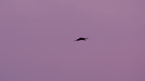 Black-bird-flies-through-vibrant-sunset-sky