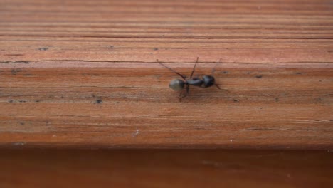 Black-Carpenter-ant-insect-roaming-outdoors-on-wooden-plank,-slow-motion