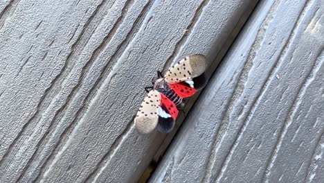 A-spotted-lanternfly-walks-across-a-deck-with-its-wings-spread-open