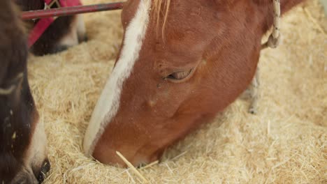 A-Portrait-of-A-Brown-Horse-Eating-Hay-in-A-Farm-in-Cyprus,-Close-Up,-Slow-Motion