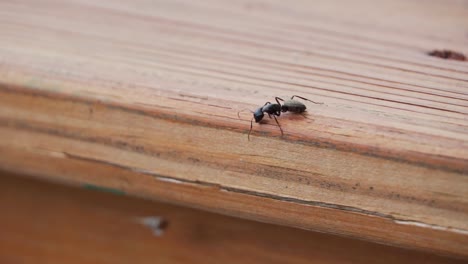 Black-carpenter-ant-walking-in-wood-outdoors-looking-for-place-to-nest