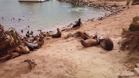 Gimbal-panning-shot-of-a-group-of-sea-lions-rushing-into-the-water-in-Monterey,-California