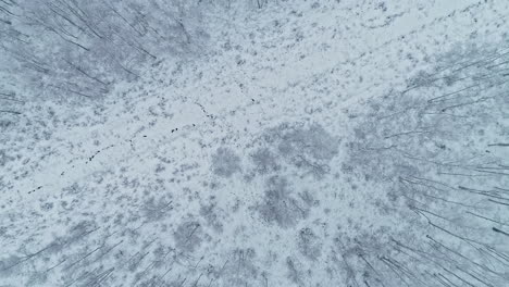 Top-down-aerial-shot-of-wild-and-majestic-landscape-with-fir-trees-entirely-covered-with-fresh-snow
