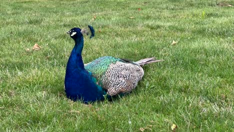 Beautiful-peacock-sitting-on-a-grassy-field-on-a-cloudy-day