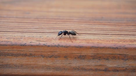 Foraging-Black-Carpenter-ant,-slow-motion-wooden-background