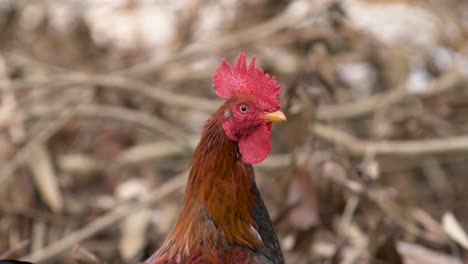 Free-range-rooster-in-the-farm-yard
