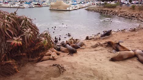 Gimbal-close-up-shot-of-a-group-of-sea-lions-lounging-in-the-sand-in-Monterey,-California