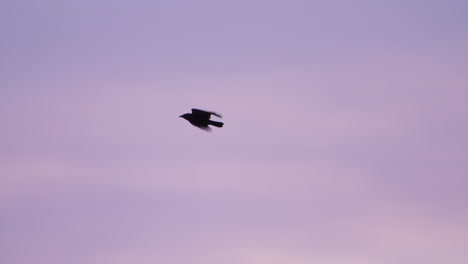 Schwarzer-Vogel-Fliegt-Durch-Rosa-Sonnenuntergangshimmel