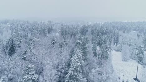 Aerial-drone-top-view-of-snow-covered-coniferous-forest-on-a-cold-winter-landscape-in-the-rural-landscape-on-a-cloudy-day