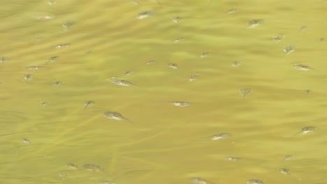 Baby-frogs-in-pond---swimming-