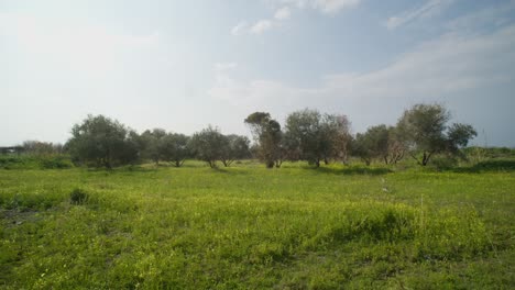 Green-Field-With-Beautiful-Trees-and-A-Blue-Sky-in-the-Countryside-of-Cyprus,-Slow-Motion